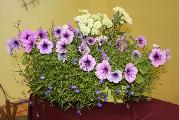 IMG_7569 (Copy)